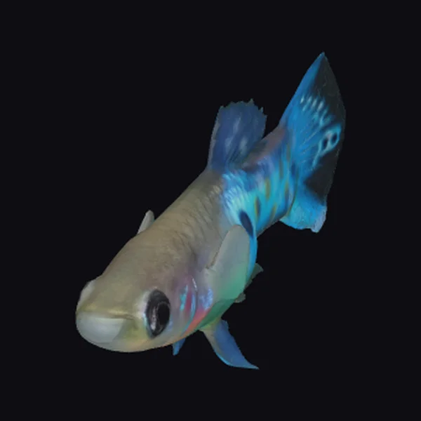 Blue Endler Guppy Male