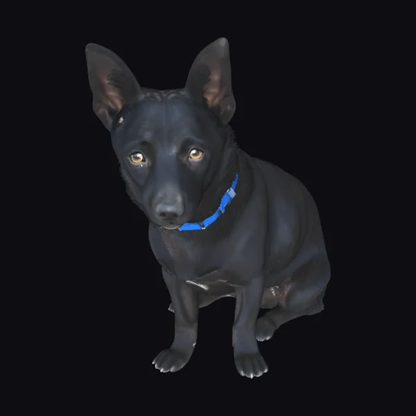 Black Dog with Collar