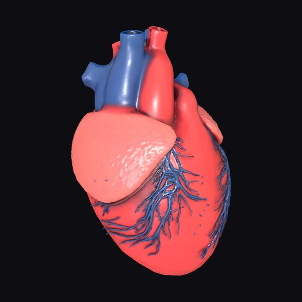 Anatomical Human Heart Model