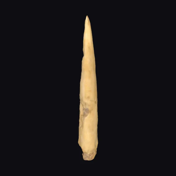 Ancient Bone Tool