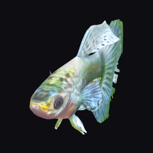 Blue Metal Dragon Guppy