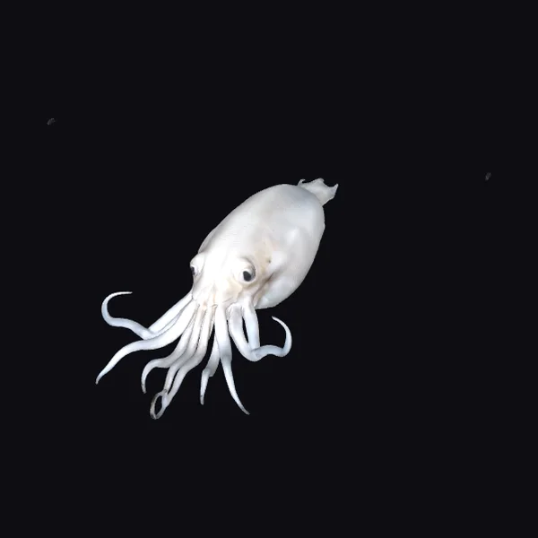 Dead White Squid