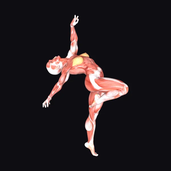 Anatomical Figure in Motion