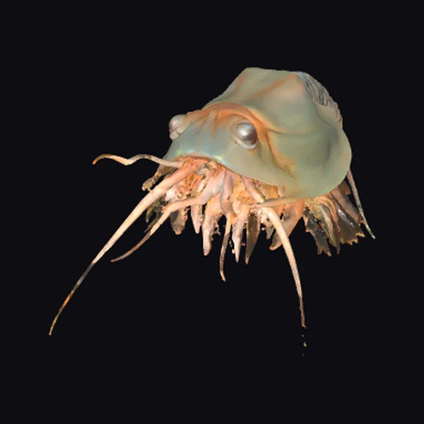 Ancient Sea Creature