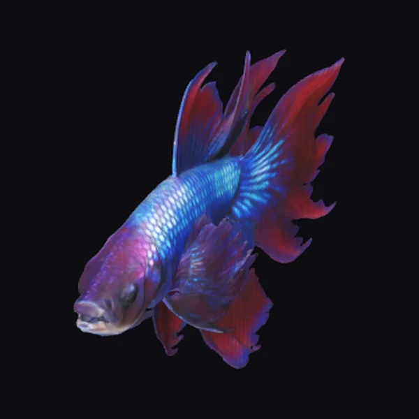 Vibrant Male Betta Fish