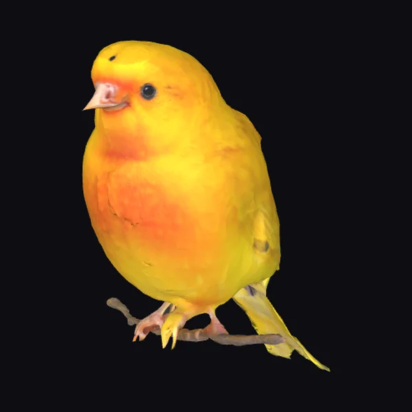 Yellow Bird on Branch