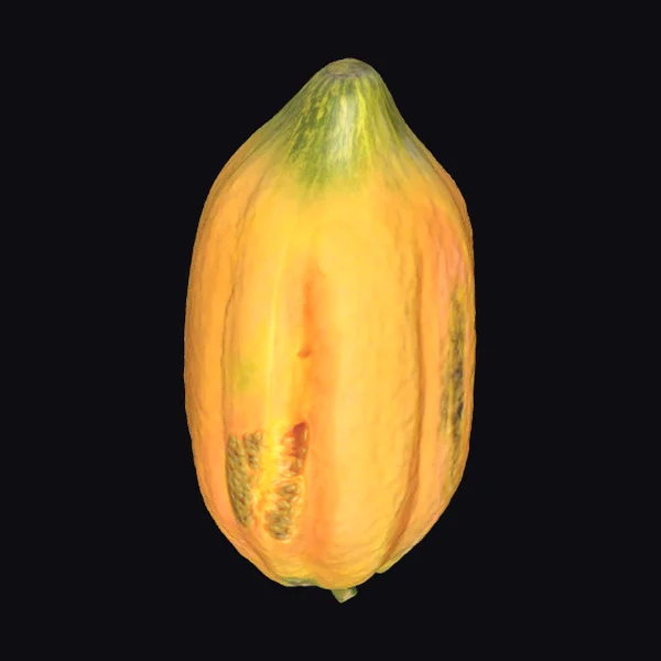 Yellow Cacao Pod