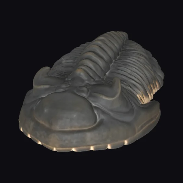 Ancient Fossilized Trilobite