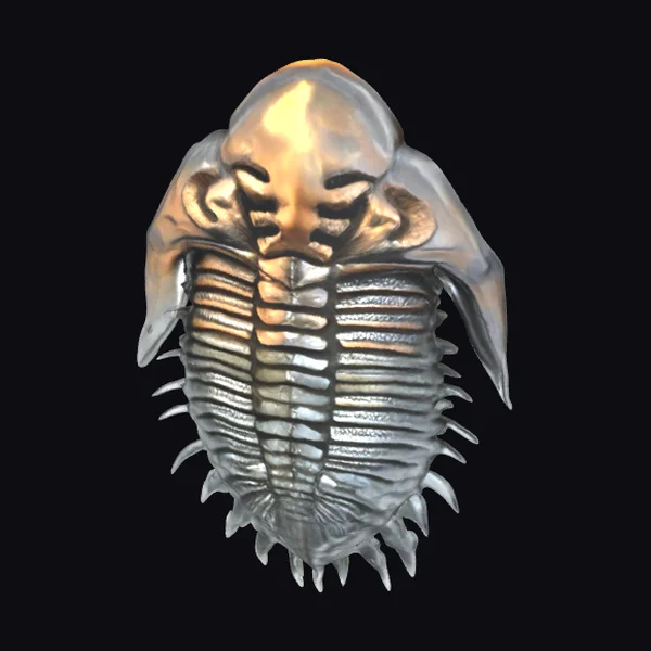 Ancient Trilobite Fossil