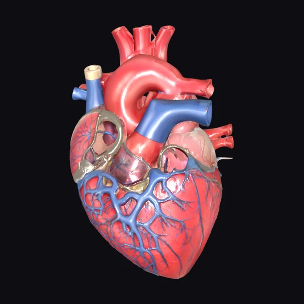 Anatomical Heart Illustration