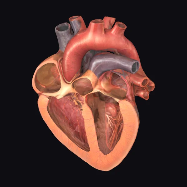 Anatomical Heart Illustration