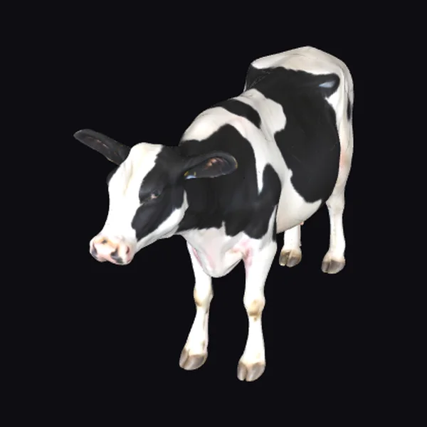 Black and White Cow