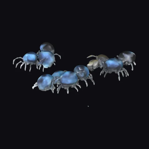 Blue Beetles on Leaf