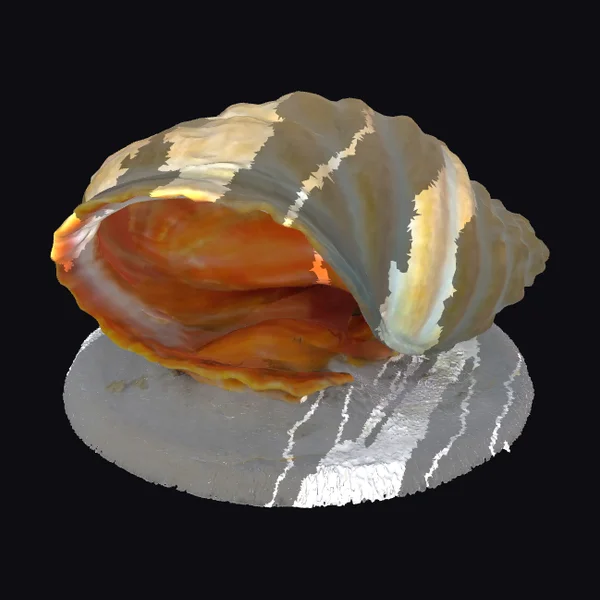Giant Clam Shell