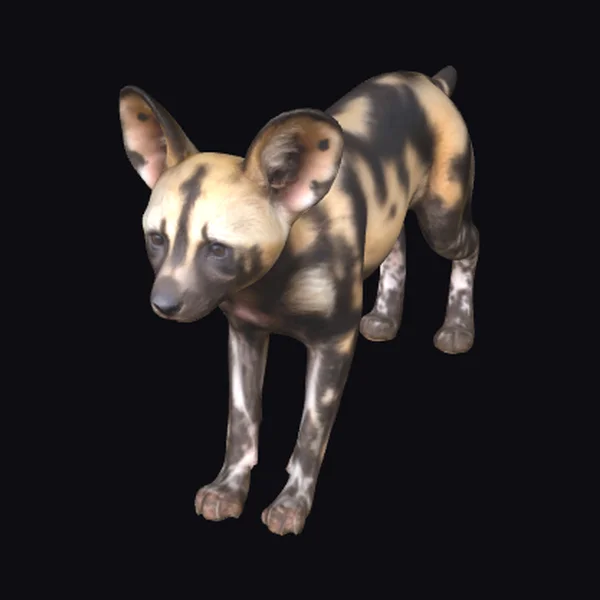 Wild Dog African Cub