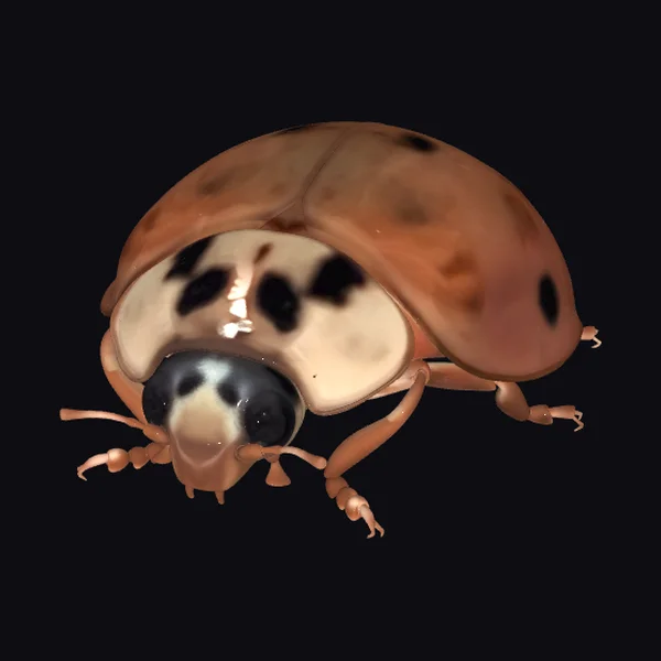 Brown Spotted Ladybug