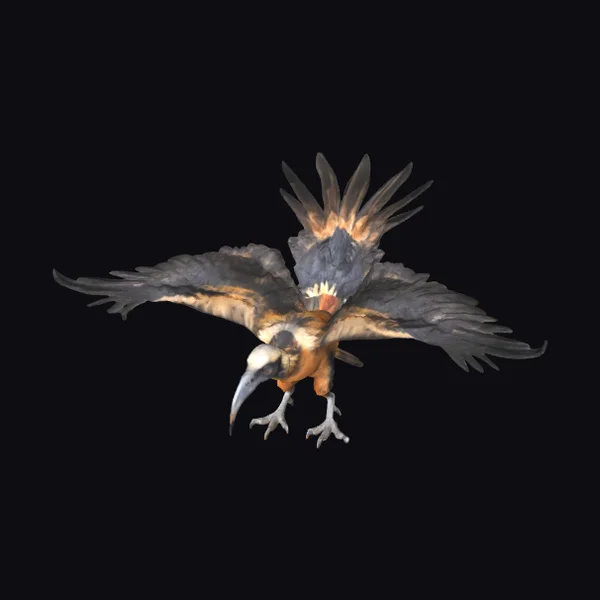 Aggressive Flying Bearded Vulture