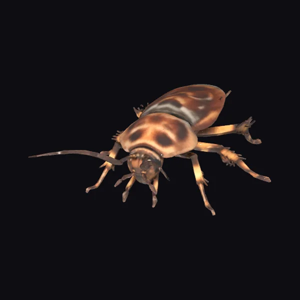 Brown Spotted Cockroach