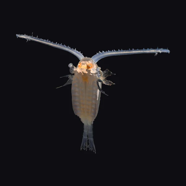 Ancient Sea Creature Fossil