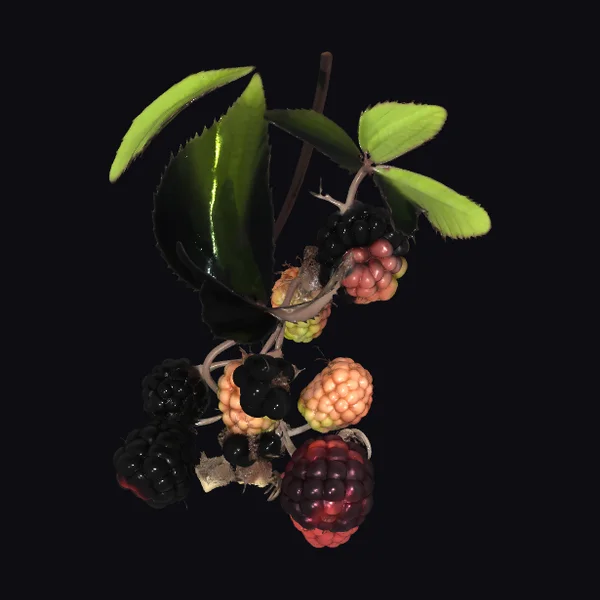 Ripe Blackberry Branch