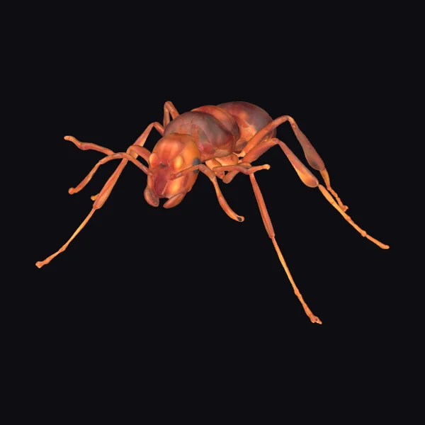 Detailed Ant Worker