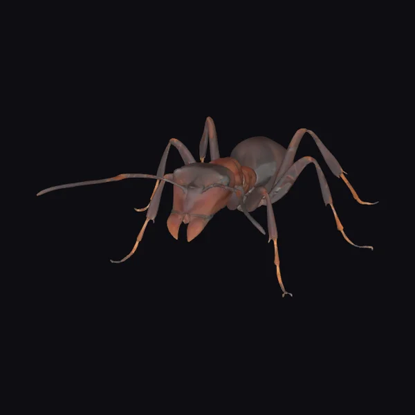 Brown Ant Explorer