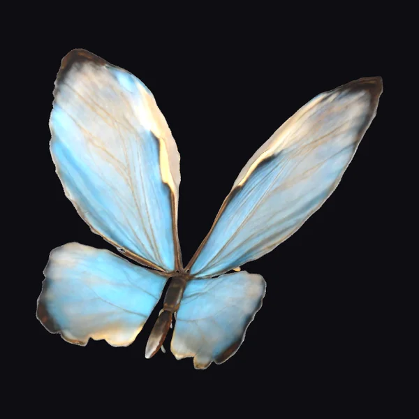 Blue Butterfly Wings