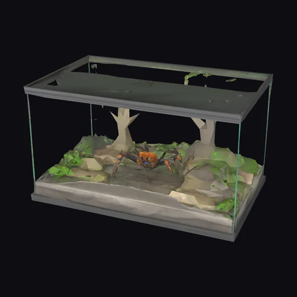 Spider Terrarium Display