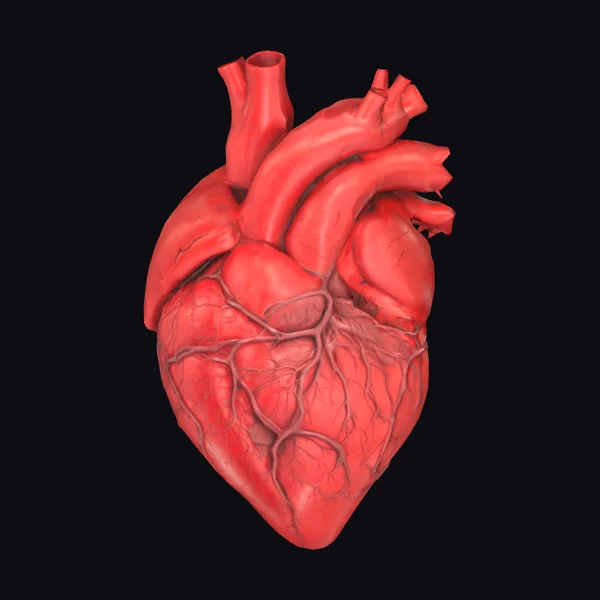 Anatomical Heart Model