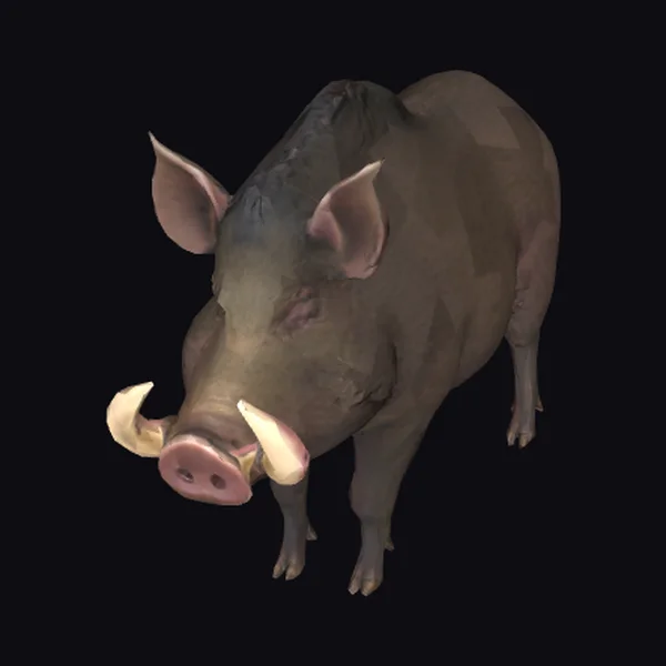 Wild Boar with Tusks