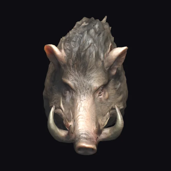 Wild Boar Head