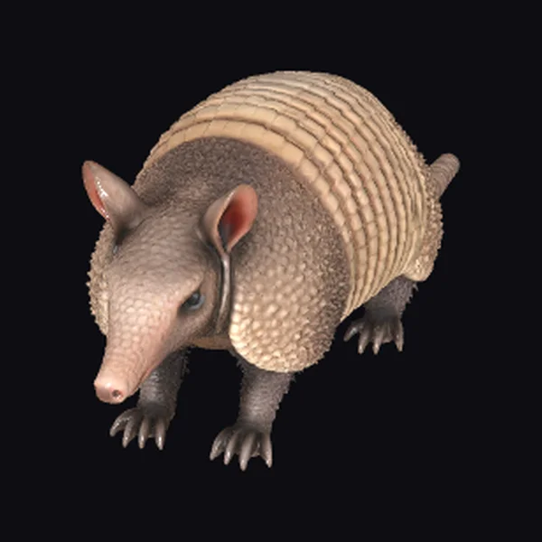 Wild Armadillo