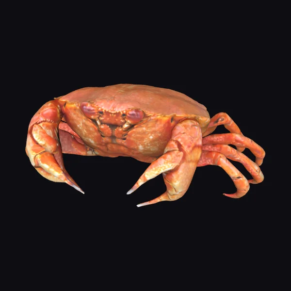 Crimson Crab