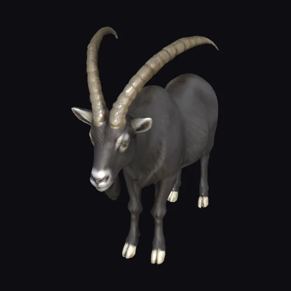 Wild Goat with Horns