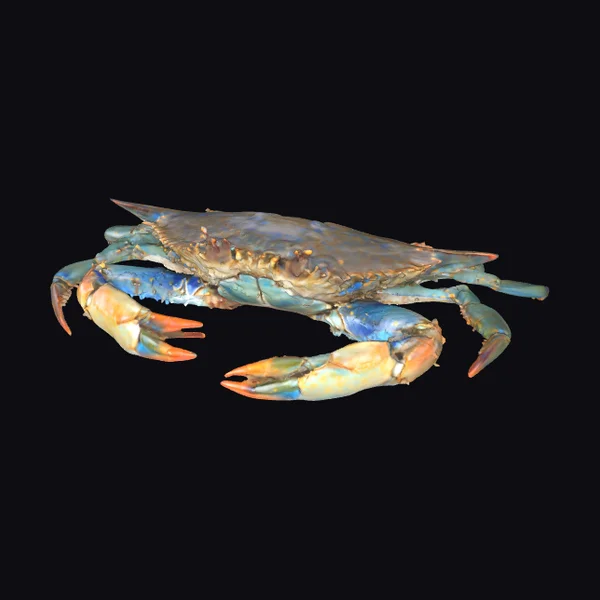 Blue Crab Side View