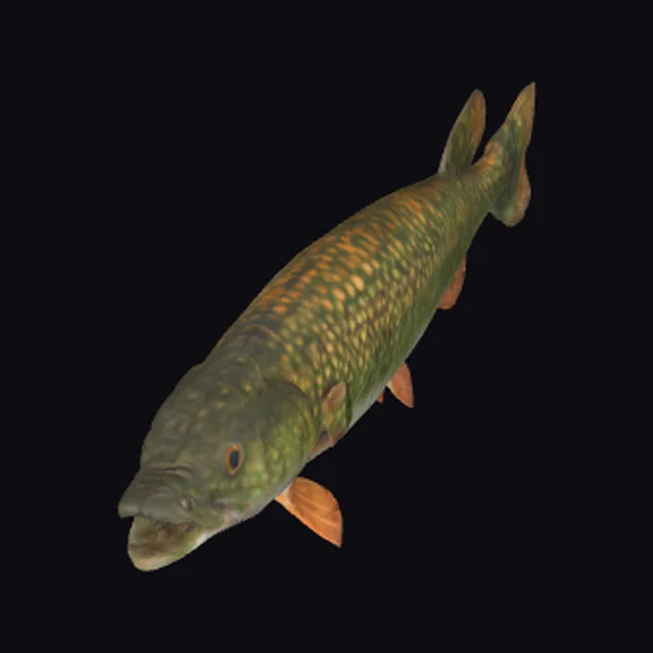 Ancient Fish Specimen