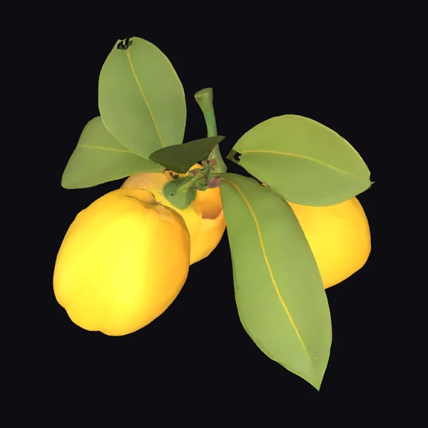 Yellow Fruit Cluster