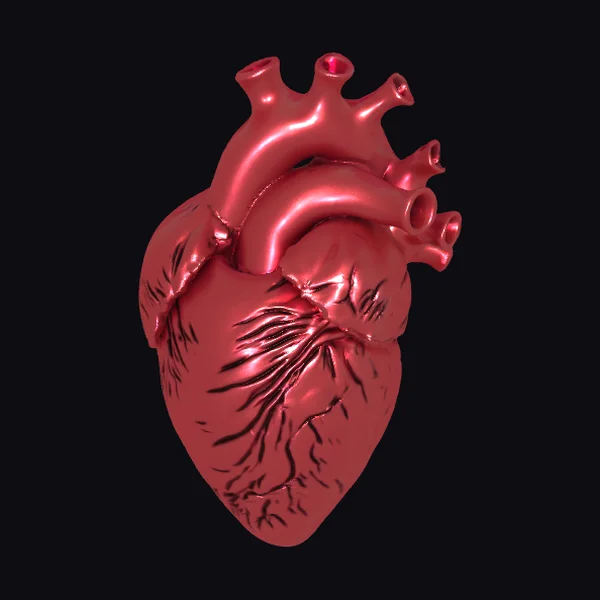 Anatomical Heart Sculpture