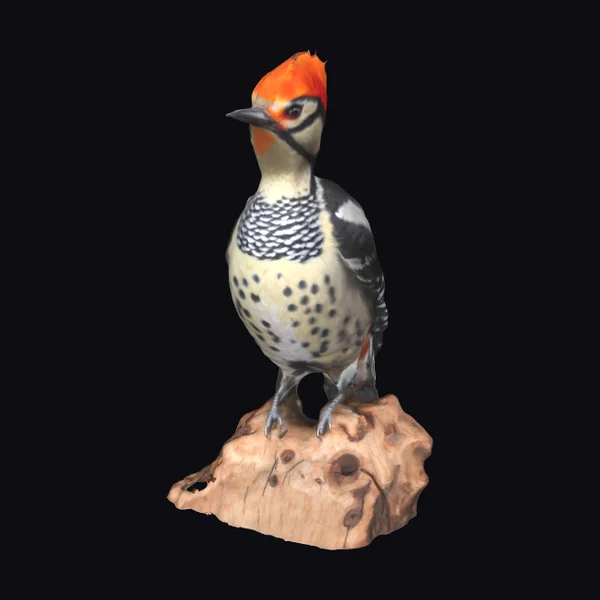 Woodpecker on Tree Stump