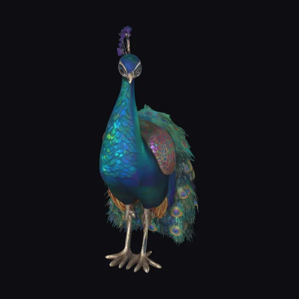 Vibrant Peacock Display