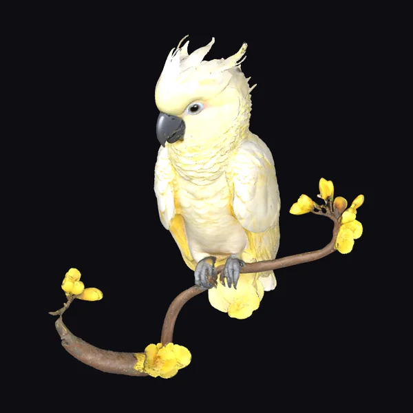 Baby Cockatoo on Branch