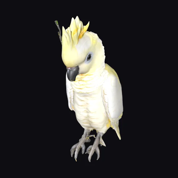 Yellow Cockatoo Bird
