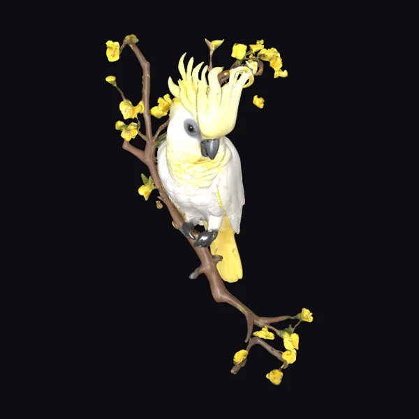 Baby Cockatoo on Branch