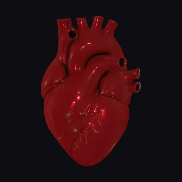 Anatomical Heart Model