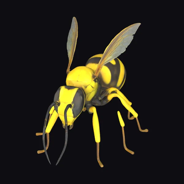 Yellow Jacket Insect