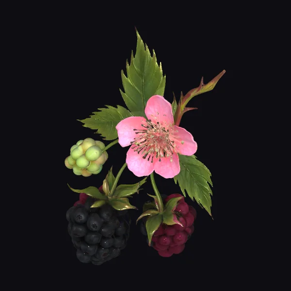 Pink Flower and Berries