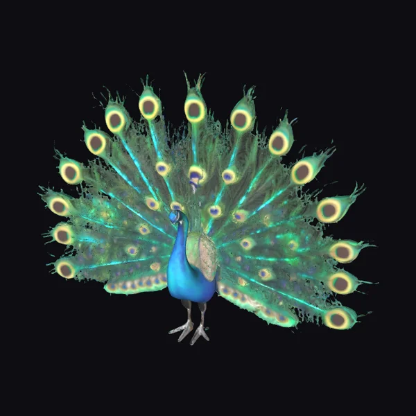Majestic Peacock Spread
