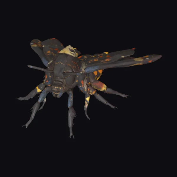 Death's Head Moth Insect