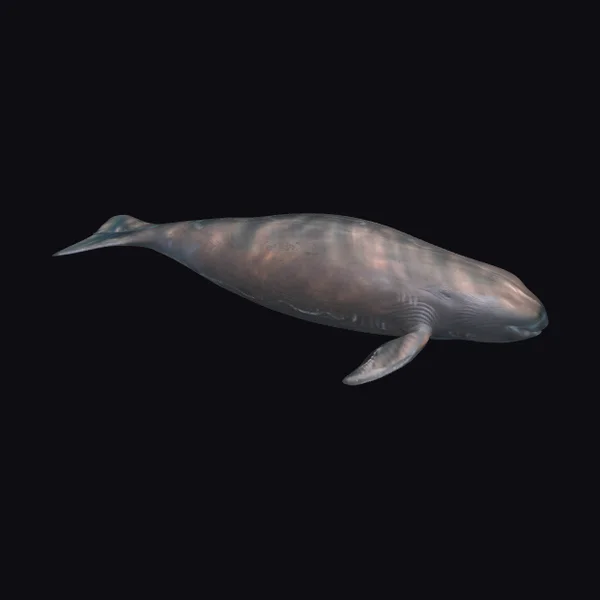 Giant Albino Sperm Whale