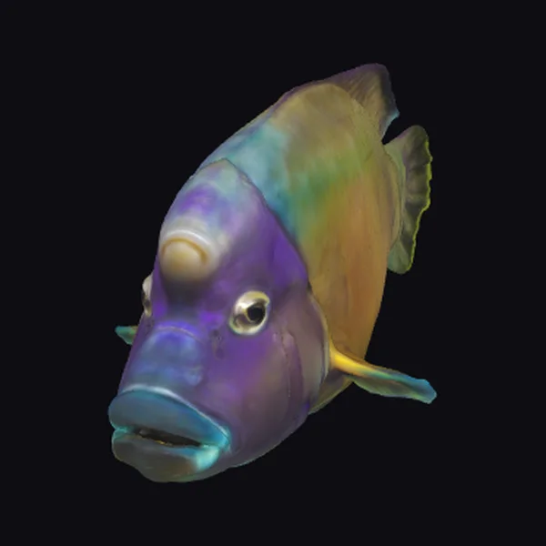 Vibrant Purple Fish